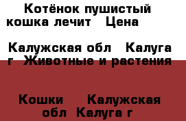 Котёнок пушистый, кошка лечит › Цена ­ 100 - Калужская обл., Калуга г. Животные и растения » Кошки   . Калужская обл.,Калуга г.